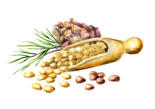 pinienkerne. aquarell handgezeichnete abbildung - pine nut stock-grafiken, -clipart, -cartoons und -symbole