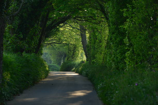 route de campagne, jersey, royaume-uni - jersey uk nature landscape photos et images de collection