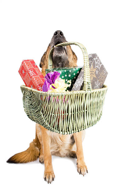 istock German Sheepdog sitting with Christmas gifts 95290122