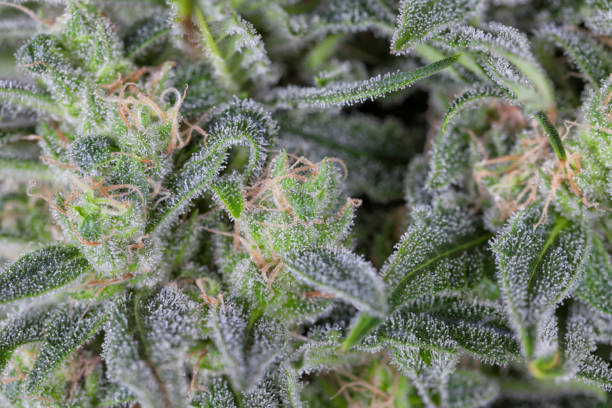 istock A cannabis indica flower in full flowering process 952901614