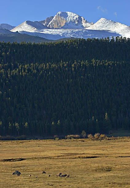 elk e prolungati di picco, parco nazionale delle montagne rocciose, colorado - mountain peak long colorado mountain foto e immagini stock