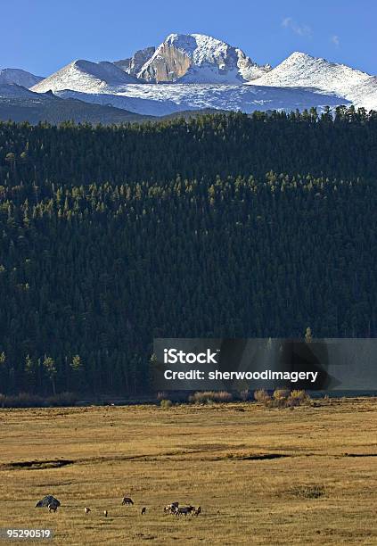 Foto de Alce E Longs Peak Rocky Mountain National Park Colorado e mais fotos de stock de Azul