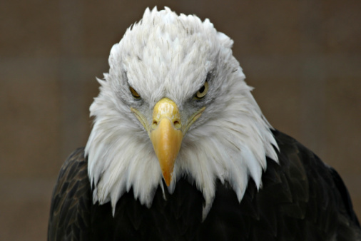 A perched adult bald eagle with a soft, green background. Close-up head shot, from the side focused on the eye. Taken in the Pacific Northwest. Haliaeetus leucocephalus. Captive. Edited.