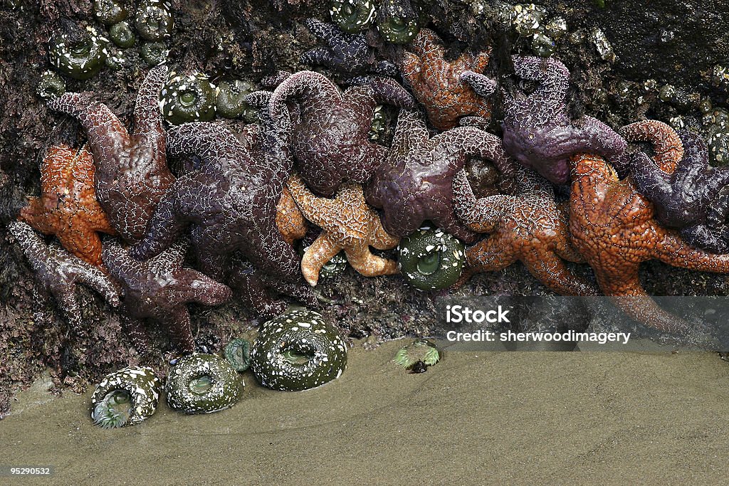 Stelle marine (stelle marine) e gli anemoni di mare, Strawberry Hill spiaggia, Oregon. - Foto stock royalty-free di A forma di stella