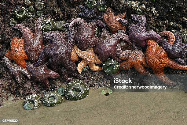 Morze Gwiazdy I Morze Anemones Strawberry Hill Beach Oregon Usa - zdjęcia stockowe i więcej obrazów Basen pływowy