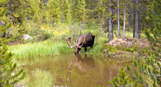 Moose (Alces alces) drinking from a small pond surrounded by evergreen forest. 