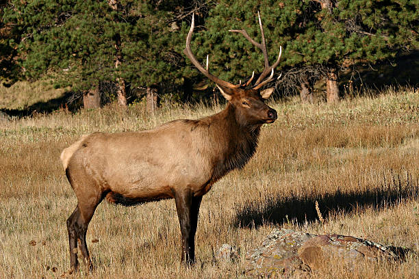 istock Bull Elk (Cervus elaphus) - Rocky Mountain National Park, Colorado 95290538