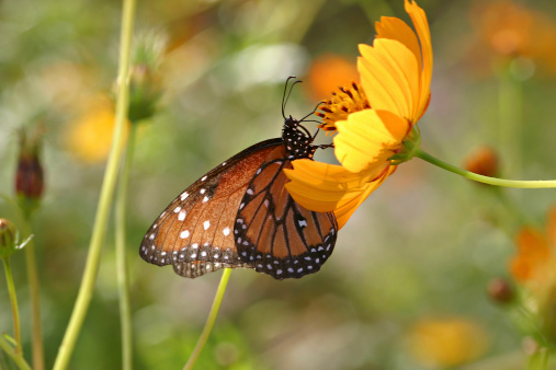 Close-up of a Queen Butterfly (Danaus Gilippus) - a smaller relative of the Monarch - feeding on a yellow flower. A permanent resident over much of Southern Arizona.