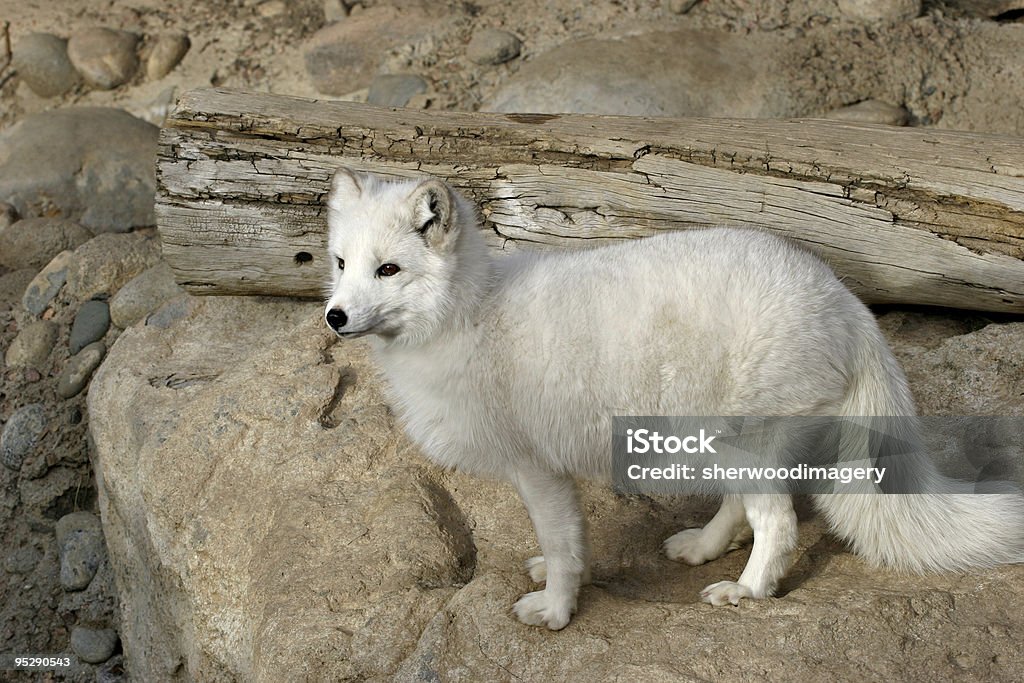 Volpe artica (Alopex lagopus) allo Zoo - Foto stock royalty-free di Cagnolino