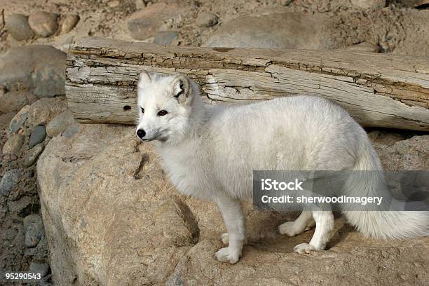 Volpe Artica Allo Zoo - Fotografie stock e altre immagini di Cagnolino - Cagnolino, Volpe artica, Abiti pesanti