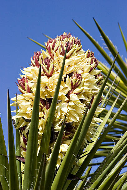siglo planta flor con cielo azul de fondo - single flower flower desert new mexico fotografías e imágenes de stock