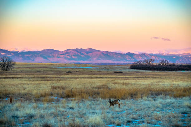 Wildlife in Rocky Mountains in Denver, Colorado