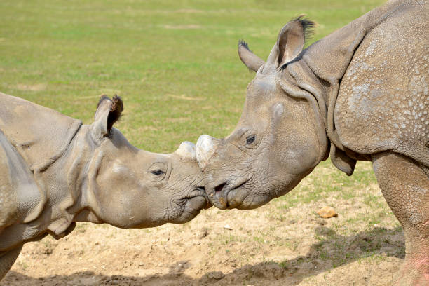 istock Closeup two Indian rhinoceros 952908612