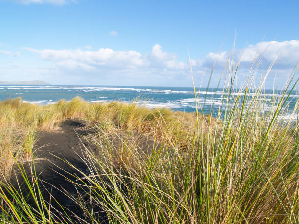 istock Rough sea beyond coastal dunes and vegetation on west Raglan coast 952908744