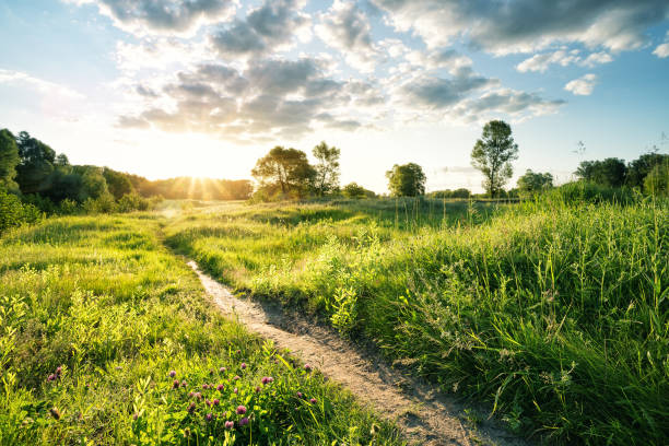istock Path in the thick grass to the sun 952909108