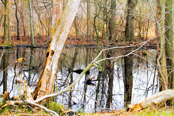 istock Scenic Wetlands Pond with reflections of broken trees 952909520