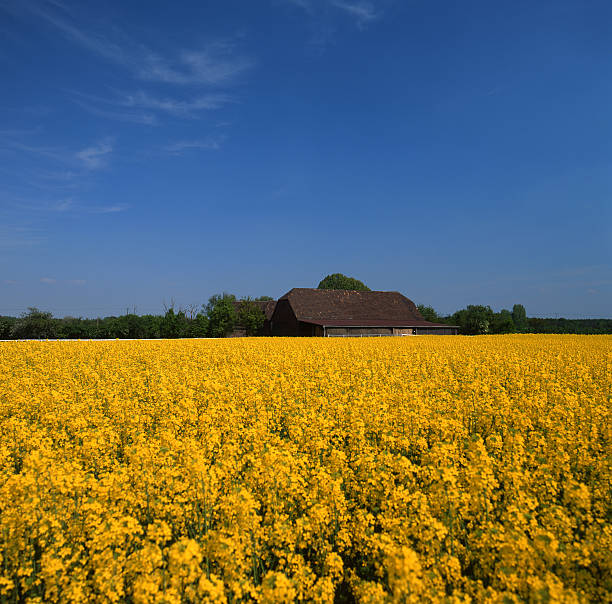istock field of canola 95290981