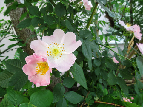 Two wild rose flowers on a background of greenery this is beautiful spring-summer floral background