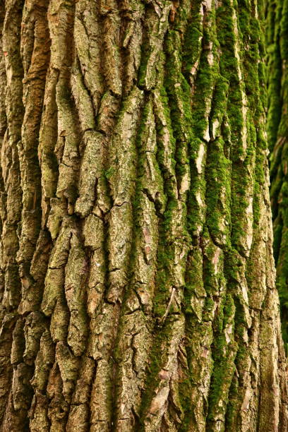 istock The bark of a thick deciduous tree can be seen as a delicate layer of moss which gives a greenish color. 952913326