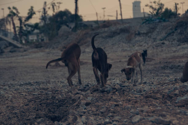 istock Poor Skinny Homeless Dog 952913696