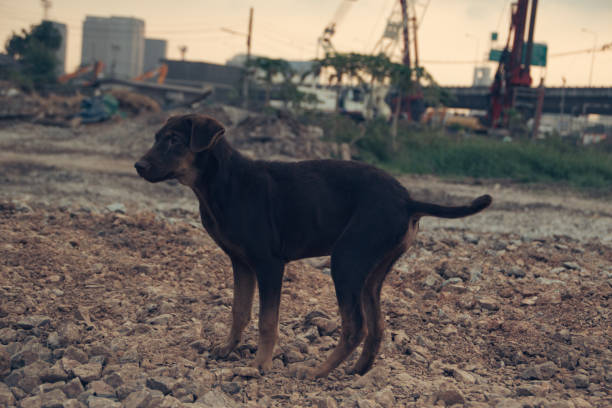 istock Poor Skinny Homeless Dog 952913700