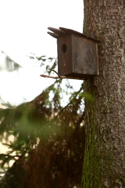 istock A breeding box made by people and hanged on a tree to help birds multiply. 952913834