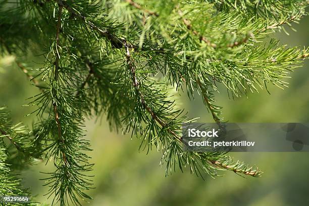 Foto de Pinheiro1 e mais fotos de stock de Bosque - Floresta - Bosque - Floresta, Dia, Espinho - Parte de planta