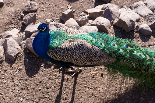 walking indian peacock with beautiful tail. animals