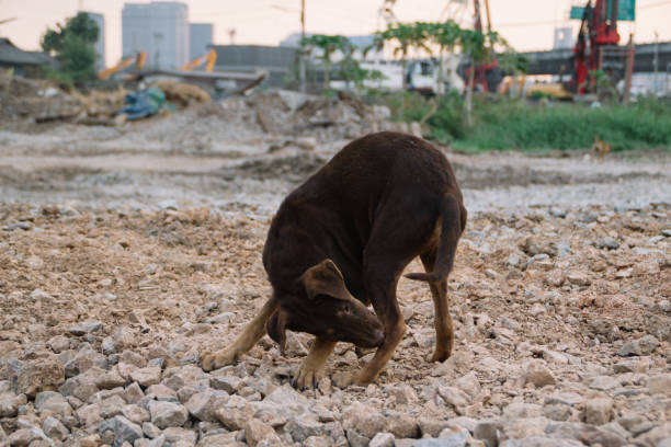 istock Poor Skinny Homeless Dog 952919246