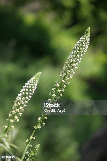 Fiore Selvatico - Fotografie stock e altre immagini di Bianco - Bianco, Colore verde, Composizione verticale