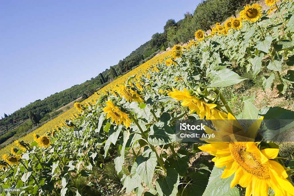 Girasoli - Foto stock royalty-free di Ambientazione esterna