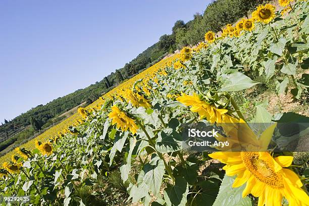 Girasoli - Fotografie stock e altre immagini di Ambientazione esterna - Ambientazione esterna, Campo, Composizione orizzontale