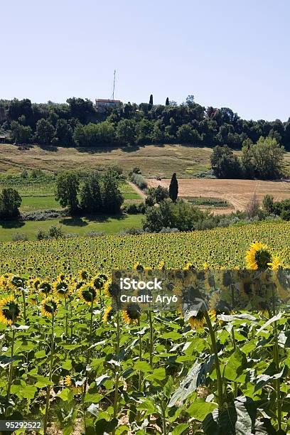 Girasoli - Fotografie stock e altre immagini di Agricoltore - Agricoltore, Ambientazione esterna, Campo