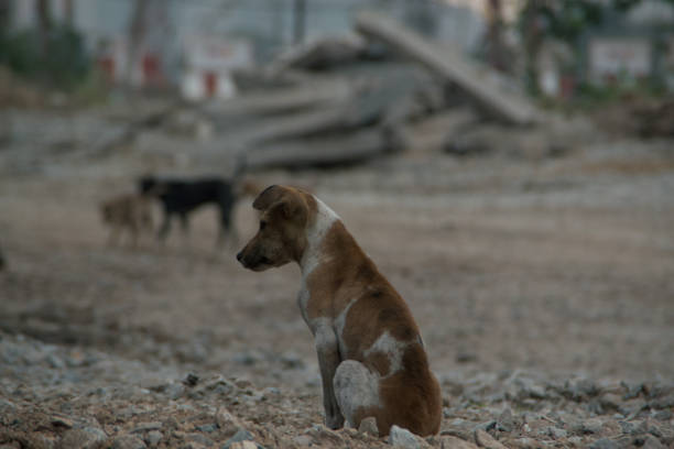 istock Poor Skinny Homeless Dog 952926620