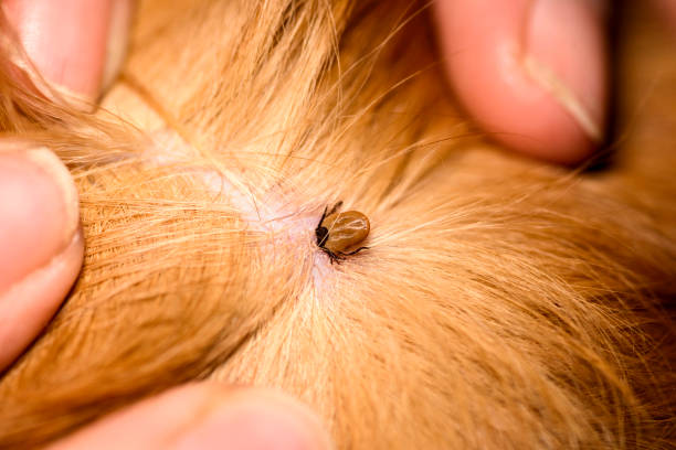 the mite bites a reddish dog - animal skin fotos imagens e fotografias de stock