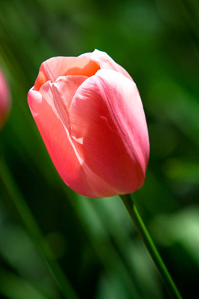 tulipa rosa no parque keukenhof - 7070 imagens e fotografias de stock