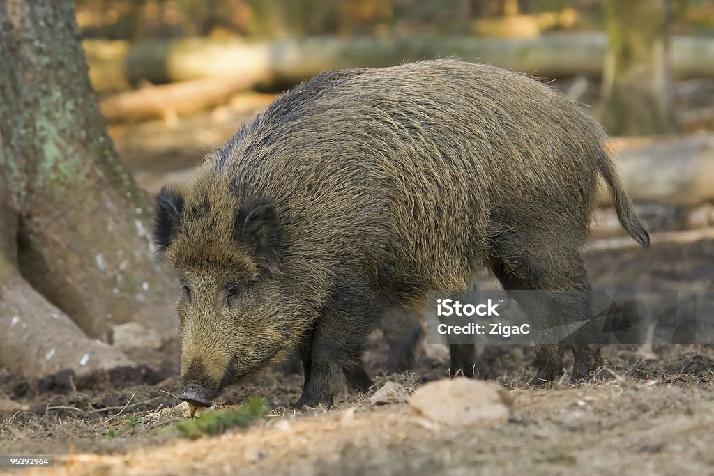 Wild boar - Lizenzfrei Baum Stock-Foto