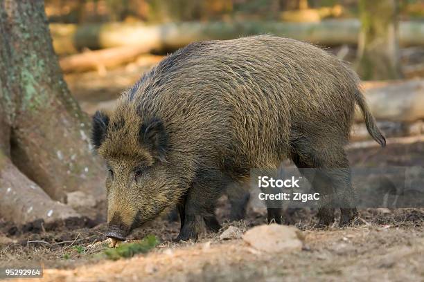 Javali - Fotografias de stock e mais imagens de Animal - Animal, Animal selvagem, Ao Ar Livre