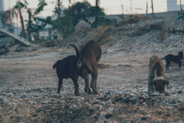 istock Poor Skinny Homeless Dog 952930232