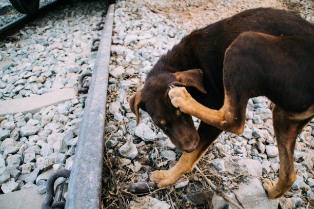 istock Poor Skinny Homeless Dog 952930278