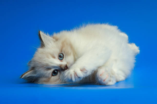 istock Portrait of Siberian kitten 952931824