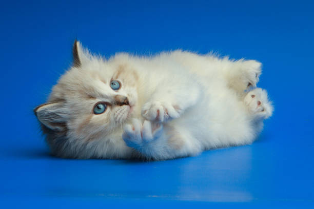 istock Portrait of Siberian kitten 952931852