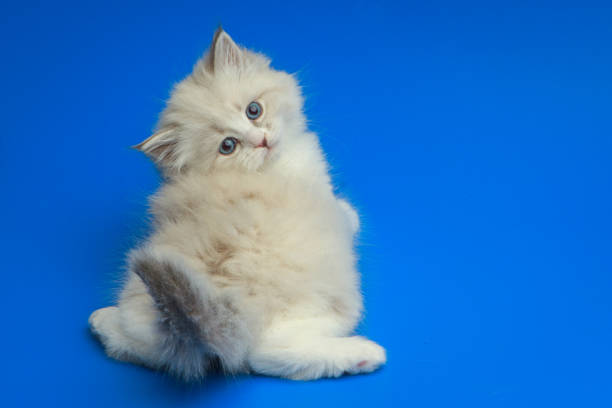 istock Portrait of Siberian kitten 952931896