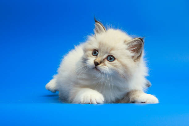 istock Portrait of Siberian kitten 952933952
