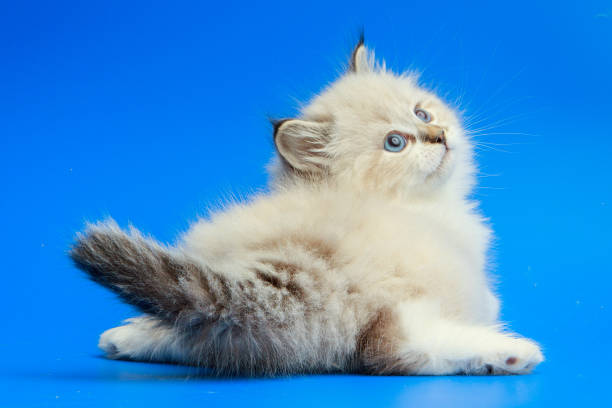 istock Portrait of Siberian kitten 952933974