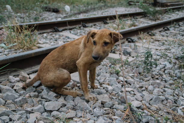 istock Poor Skinny Homeless Dog 952937786