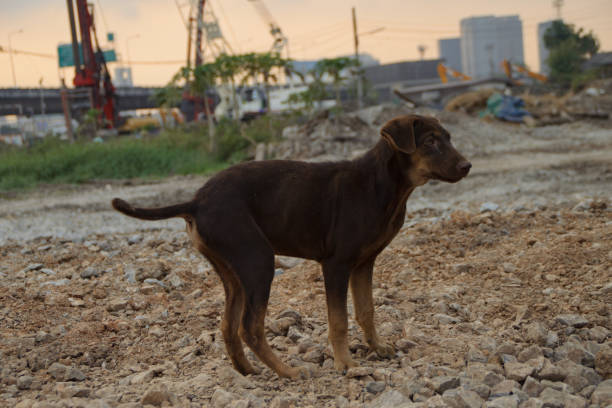istock Poor Skinny Homeless Dog 952937790