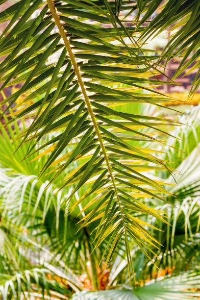 istock Natural background with palm tree leaves and sun reflection. 952937932