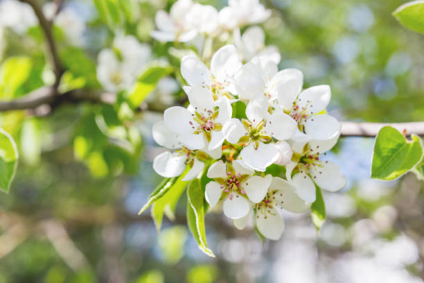 istock Natural spring background with blooming apple tree. Beautiful flowers in sunny day. 952937982