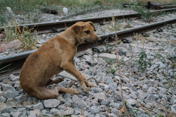 istock Poor Skinny Homeless Dog 952940422